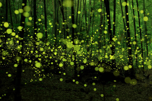 awkwardsituationist:  photos by yume cyan of fireflies in timelapse from a forest outside nagoya city, japan. (previous posts of fireflies in timelapse)  