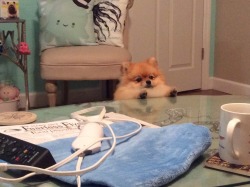 cutestpomeraniandog:I solemnly swear that