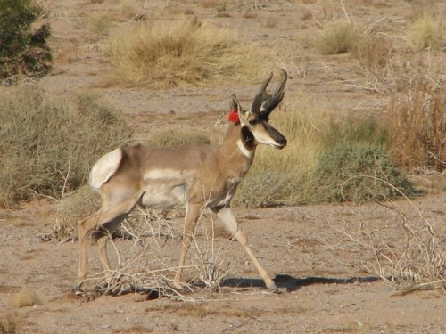 typhlonectes:Rare Sonoran Pronghorn are Rebounding If sound had color, what fills your ears on a Son