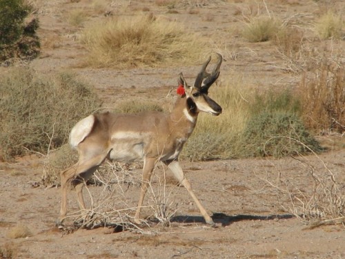 typhlonectes:Rare Sonoran Pronghorn are Rebounding If sound had color, what fills your ears on a Son