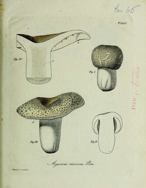 wapiti3: Description of the most common edible mushrooms in Italy   By Vittadini, Charles.