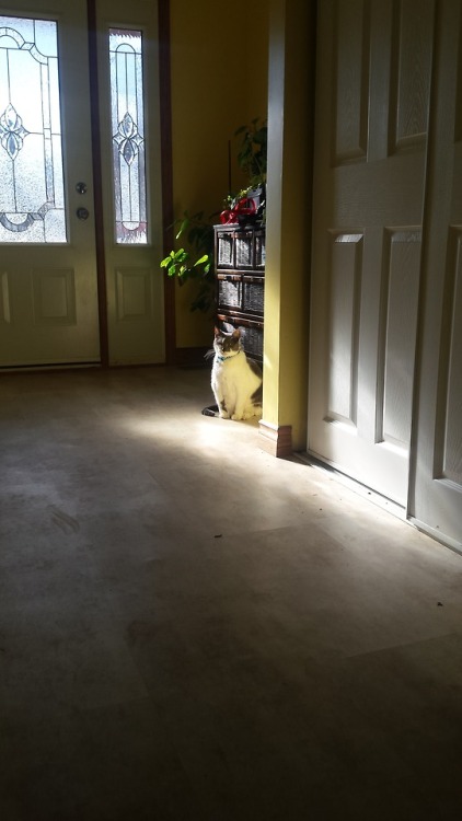 thestrongestmage: My cat looks like a side quest All completion requires is to bring food and bestow