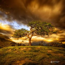 djferreira224:  Sacred Tree by Iván Maigua 