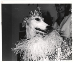 modbeatnik:  Lady Greyhound, the Pompous