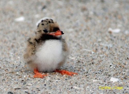 a-dinosaur-a-day:Ok I see a post going around that is a bunch of baby mammals and that’s great