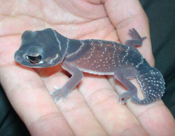 love-personal:semi-translucent lizard