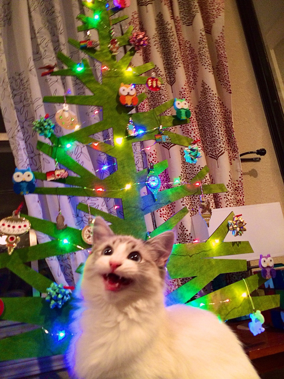 prguitarman:  Was trying to take a photo of our new 2D Christmas tree when my kitty
