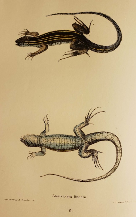 From: Holbrook, John Edwards, 1794-1871. North American herpetology. Philadelphia : J. Dobson, 1842Q