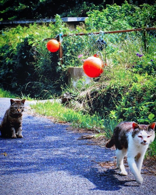 Are you a cat lover? Do you know that there are CAT ISLANDS in Japan? . . Tashirojima (田代島) is an is
