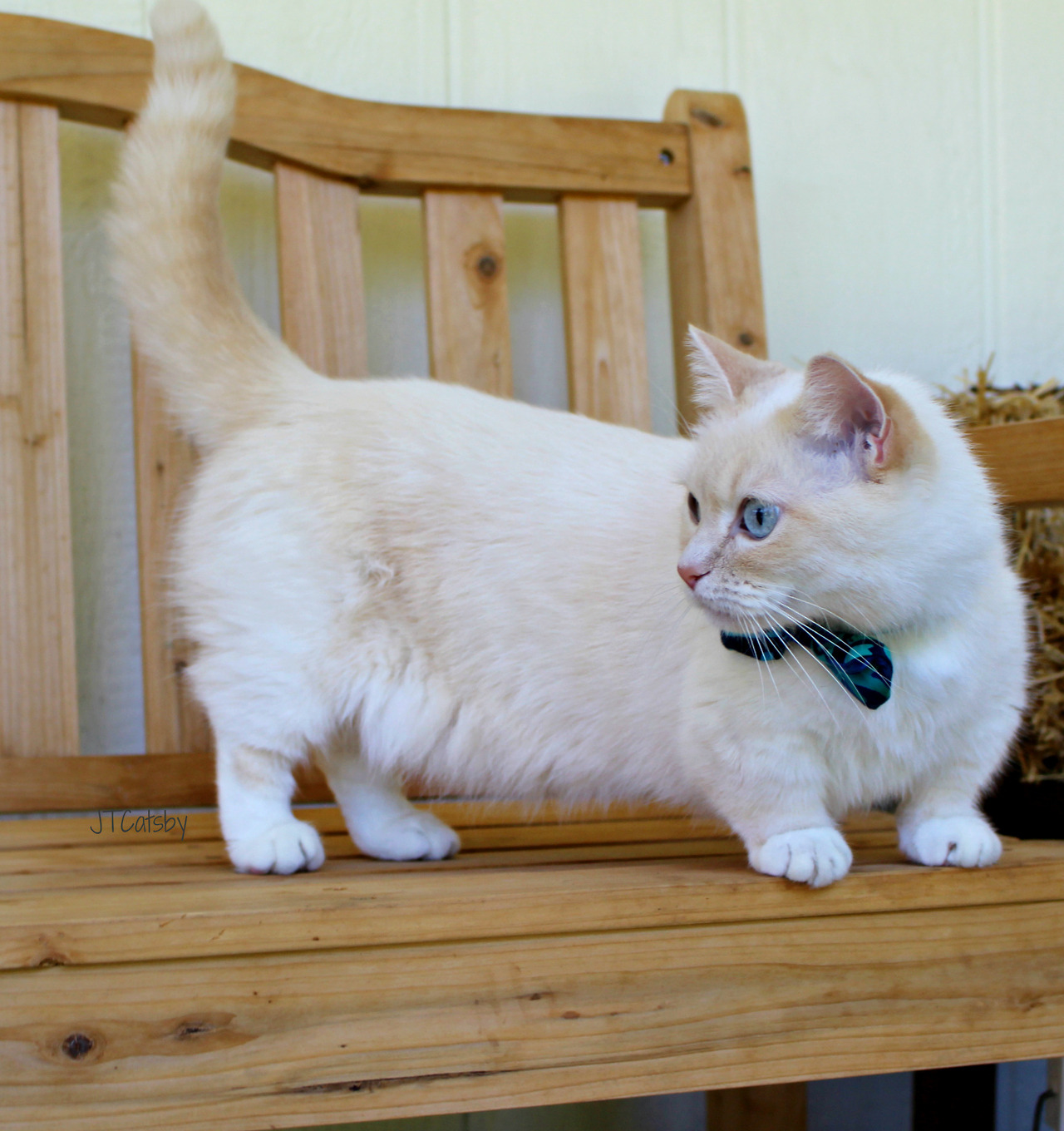 JT Catsby the Munchkin