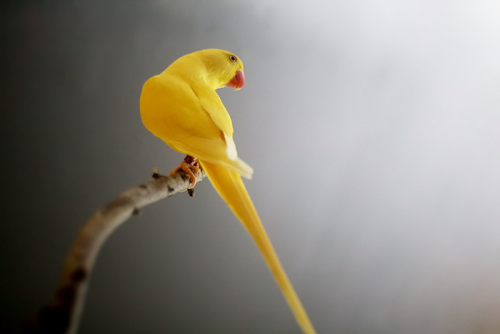 poicephalus:Meg is a pretty adorable model when she’s not too busy flying, screaming or destroying t