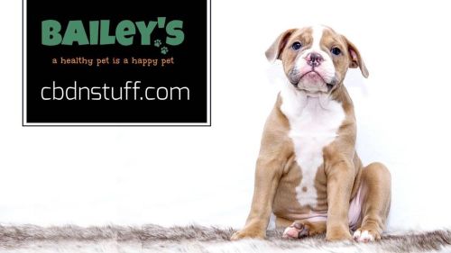 Baileys for Pets - We have dog, cat and horse oils. We also have awesome dog treats from Bailey’s in