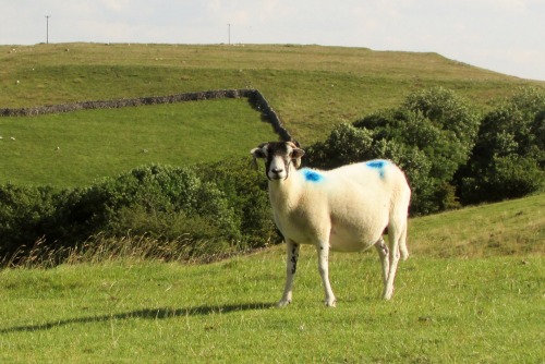 hayley-dalrymple:Malham, Yorkshire - 24/07/2014Fantastic photos!