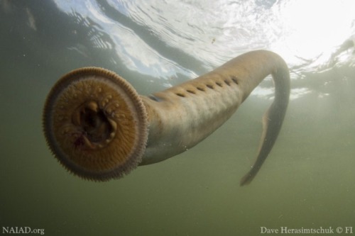 XXX sixpenceee:  Sea lampreys are parasitic fish photo