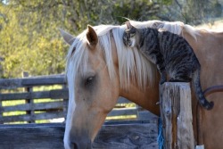 catsuggest:  horse: confirmed friend