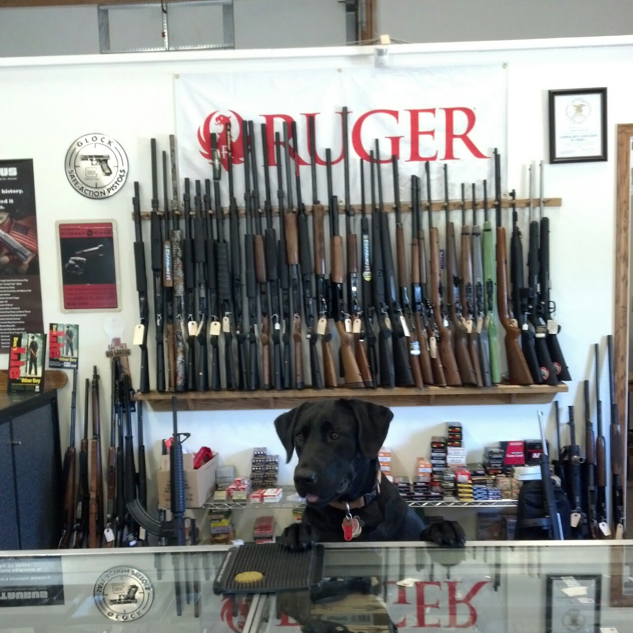 12-gauge-rage:  moosemarine:  Looks like my lab  &ldquo;No, Sir. I can not sell