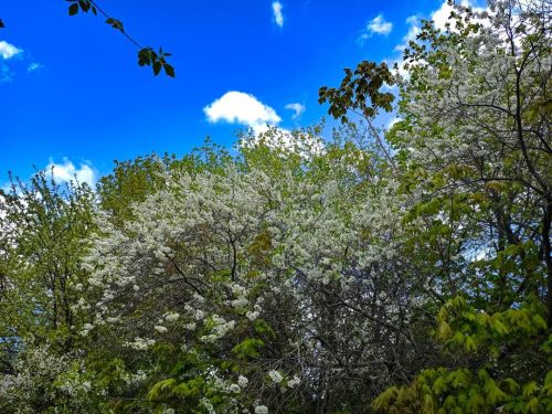 Цветущая вишня #beautiful #flowers #trees #green #blooming #spring #sky #clouds #cherryblossom #cher