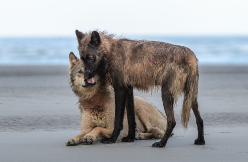 wolveswolves - Two playing Coastal wolves in British Columbia by...