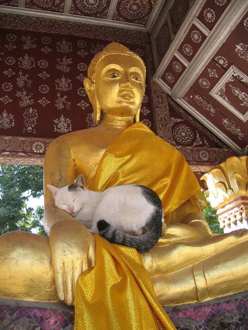 heartless-guttersnipe: inthemoodforportnawak: Buddah Cats - KyleKahotek (Imgur) I didn’t know 