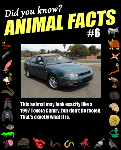 animal facts