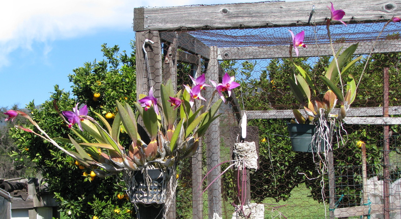 Laelia anceps in full sun.
By Don Brown.