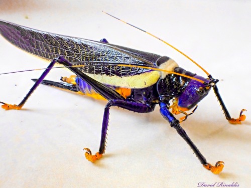 onenicebugperday:Elegant conehead katydid, Moncheca elegans, found in Central and South AmericaPhoto