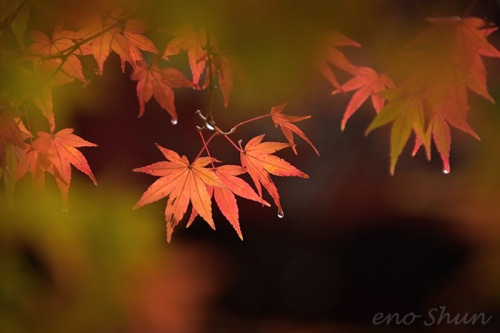 On a rainy day / 高尾山 takaosan Tokyo , Japan © enoshun