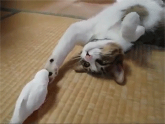 sizvideos:  Bird wakes his best friend…a cat! - Video 