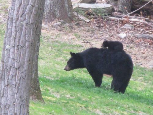 animals-riding-animals:  bear riding bear 