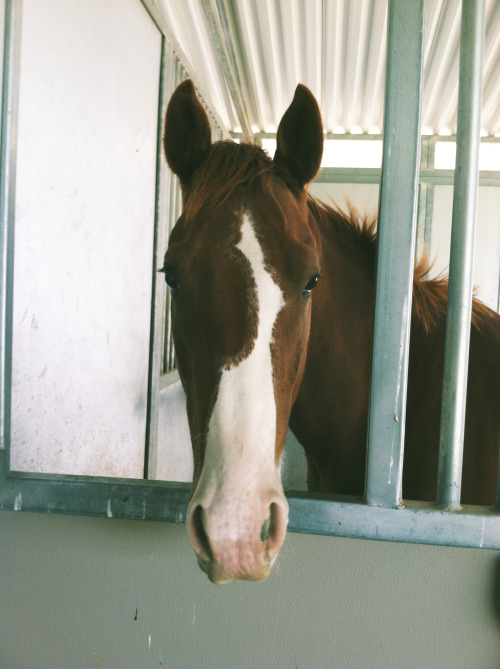 horseblogging:  here’s another one of this presh bb he’s really tiny for a tb but he’ll definitely g