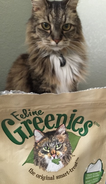 all-hail-sugawara-san: today we discovered why caroline’s favorite treats are greeniesit&rsquo