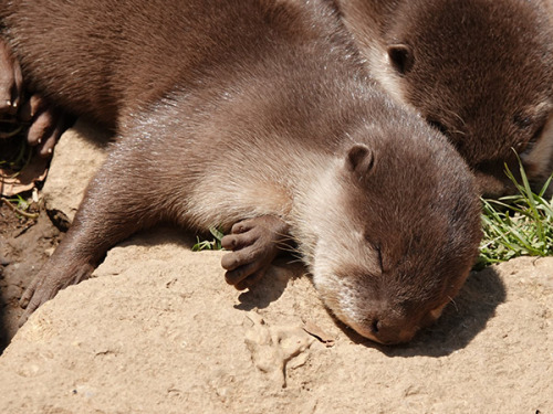Little Otters Nap In The Sunshine