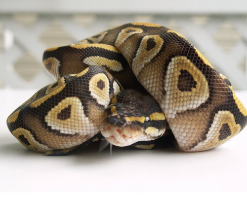 If Snakes Are Not Kissable On Their Little Heads, Why Have Kissable Little Heads? :(