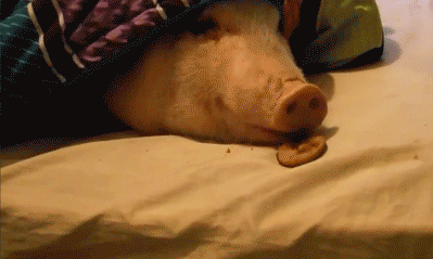 XXX thatsthat24:  Cookie-filled pig-in-a-blanket photo