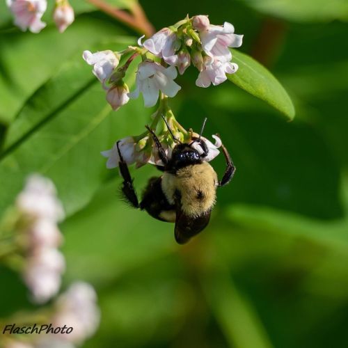 #bees  #bee  #beephotography  #insectphotography  #original #originalphotography  #naturephotography