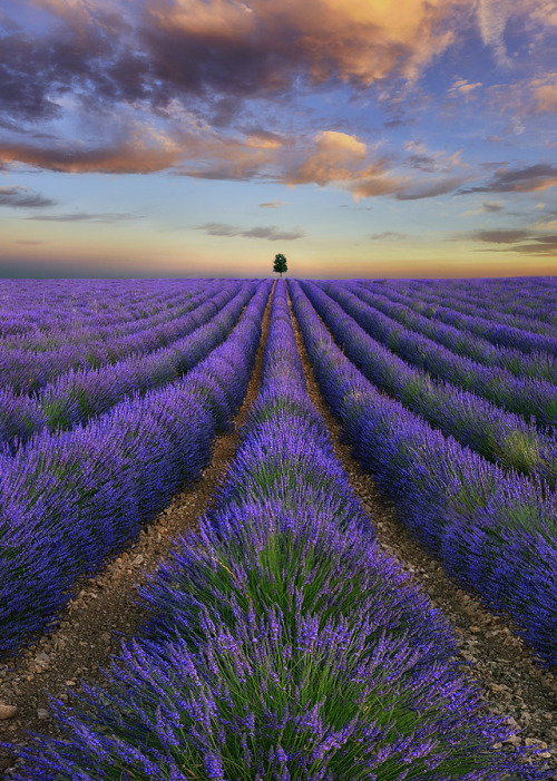 phantastrophe: Spain | Photographer: ces@r_