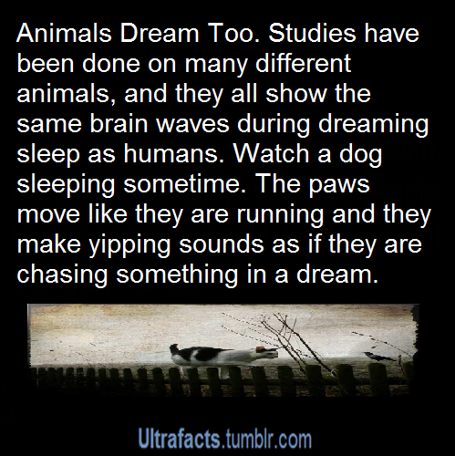 ultrafacts:  For more posts like this, follow Ultrafacts