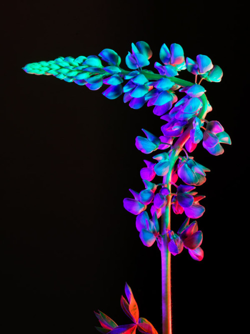 arrests:  Hot House Color by Torkil Gudnason 