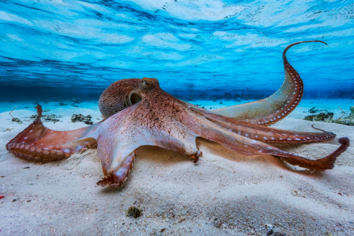 thelovelyseas:An octopus in the Mayotte lagoon byGaby Barathieu