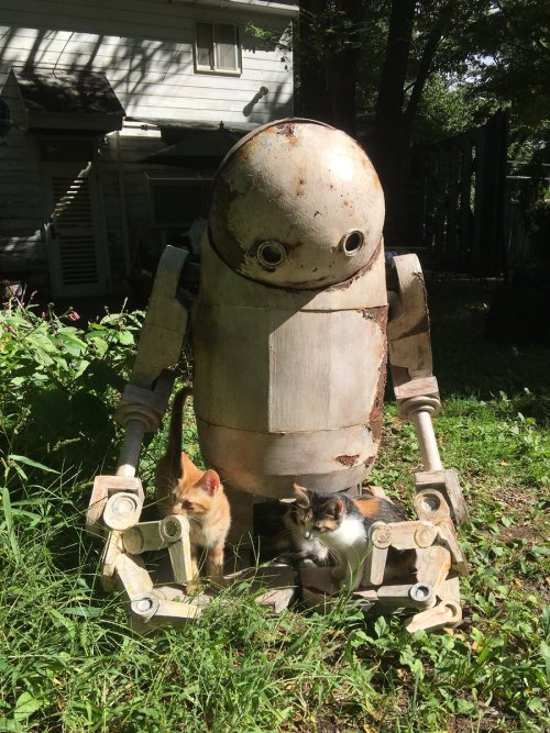 questions-within-questions: ROBOT UNABLE TO LOOK UP DEPENDENT ON KITTENS TO TAKE PART IN HUMAN SOCIE