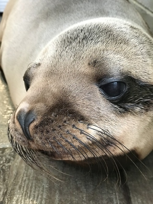 neaq:Wakey wakey, little Ron!Ron is a 9-month old California sea lion pup named for Ron Schusterman,