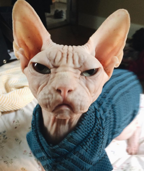 pineapplemachine: pineapplemachine:  Psa! Wtf is wrong with people who dont like hairless cats. They can wear sweater cuz They. Are. Nakey. GOBLINSSSS!!!  I bring u proof 