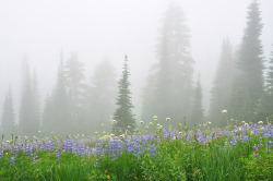 expressions-of-nature: Mount Rainier, WA