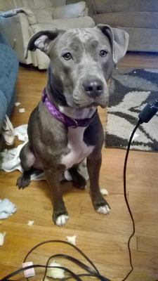 minigator:  Meet Lola. She is an 8 month old purebred blue-nose pit. We rescued her last week from a man that got her as a puppy purely because of her pure bloodline and value, with the intent to breed her for a profit, as puppies of her bloodline are