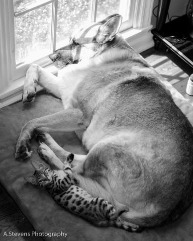 Lexie, a three month old Bengal, and Gunner, a six year old German Shepherd, relax in the morning su