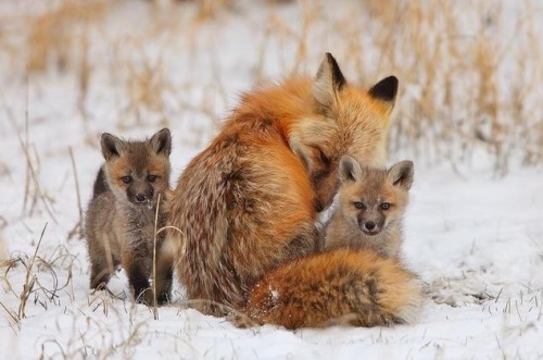 fuckyeahfoxfriends:  wild-ish:  Foxes are just fucken ridiculous  I love reblogging photosets like this. 