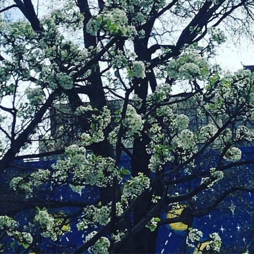 Evidence of spring . . #spring #trees #blossom #manhattan #newyork #newyorkcity #hudsonsquare #sprin