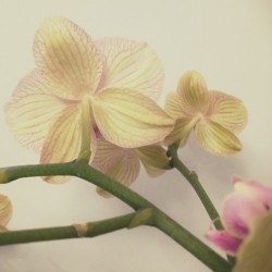 Jadelavinder:  #Orchids #Kewikihighlight_Flowers @Kewiki