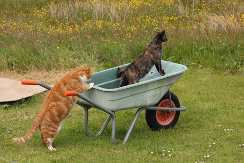 mostlycatsmostly: (via spacemouses)