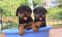 handsomedogs:  Abhishek Nayak | rottweiler